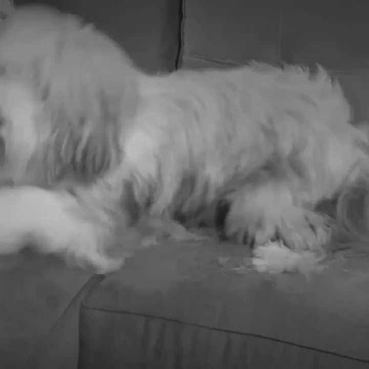 Rodillo LED Anti-Pelos – Limpieza Instantánea en Segundos! 🔥